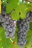 Foto of Aglianico grapes
